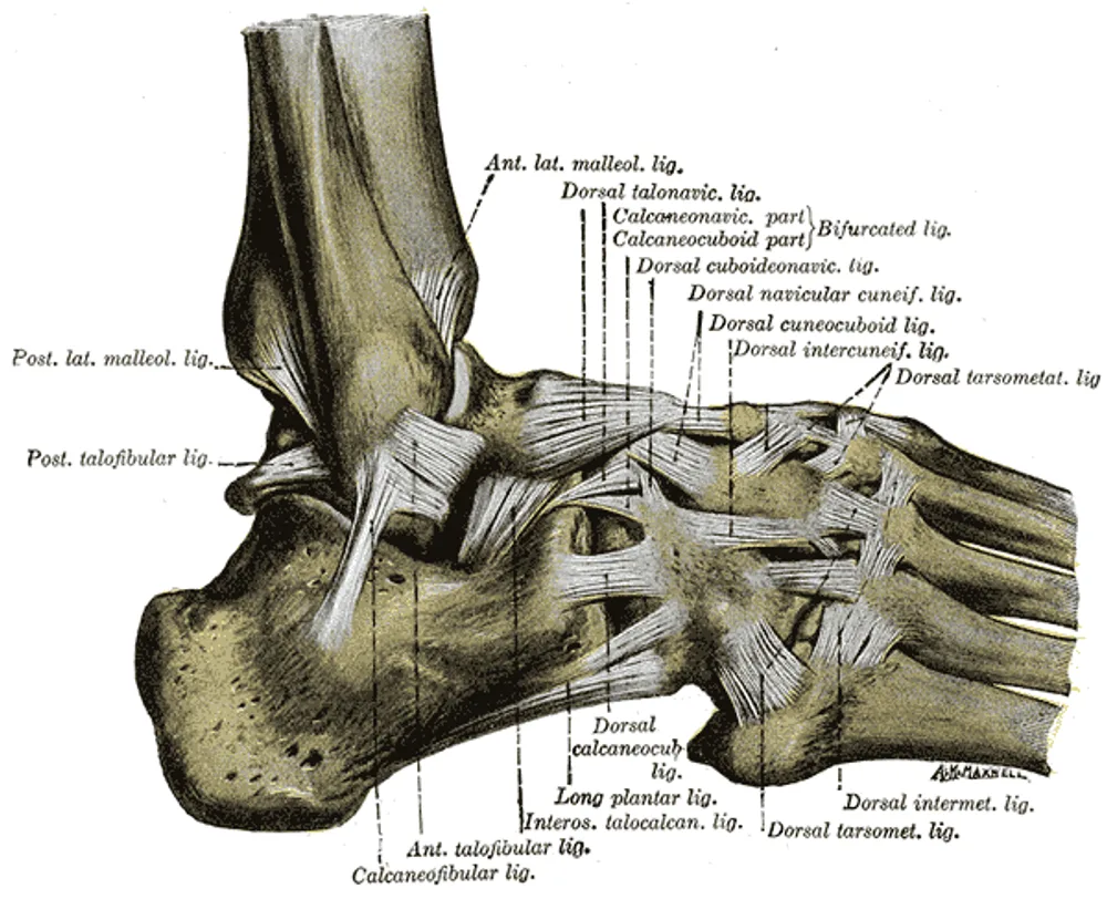 Prancha anatômica dos ligamentos do tornozelo em vista lateral, com destaque para o complexo lateral atingido na entorse