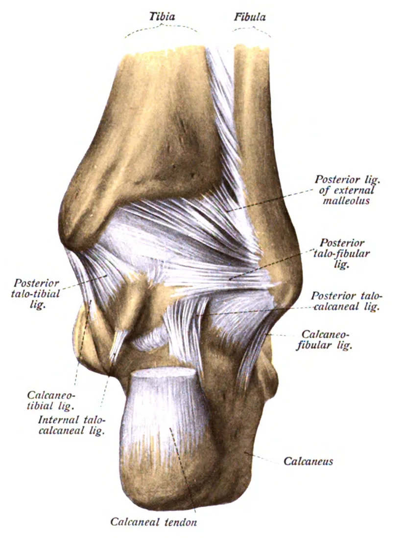 Prancha anatômica clássica da região posterior do tornozelo, com o tendão calcâneo (Aquiles), a bursa e os ligamentos rotulados