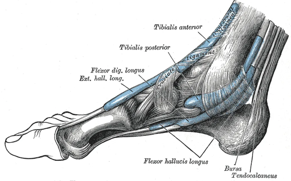 Prancha anatômica clássica do pé em vista medial com os tendões rotulados: tibial anterior, tibial posterior, flexores e tendão calcâneo